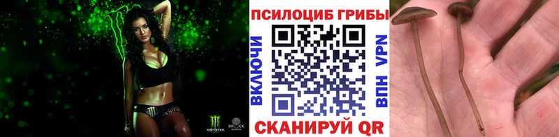Псилоцибиновые грибы Cubensis  Макарьев 